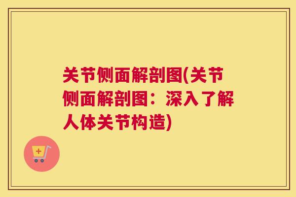 关节侧面解剖图(关节侧面解剖图:深入了解人体关节构造)
