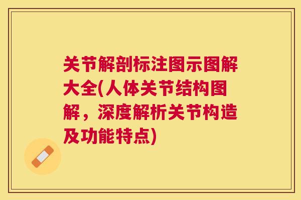 关节解剖标注图示图解大全(人体关节结构图解，深度解析关节构造及功能特点)