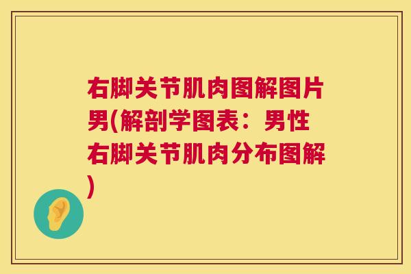 右脚关节肌肉图解图片男(解剖学图表：男性右脚关节肌肉分布图解)