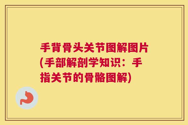 手背骨头关节图解图片(手部解剖学知识:手指关节的骨骼图解)