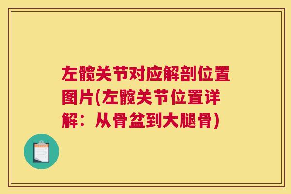 左髋关节对应解剖位置图片(左髋关节位置详解:从骨盆到大腿骨)