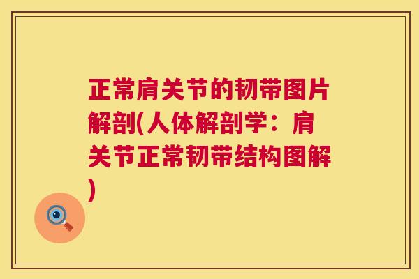 正常肩关节的韧带图片解剖(人体解剖学:肩关节正常韧带结构图解) 正常肩关节的韧带图片解剖(人体解剖学:肩关节正常韧带结构图解)