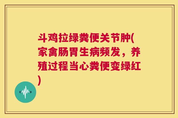 斗鸡拉绿粪便关节肿(家禽肠胃生病频发,养殖过程当心粪便变绿红)