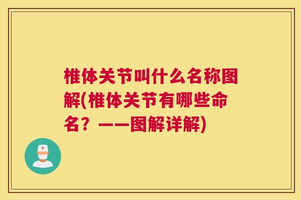 椎体关节叫什么名称图解(椎体关节有哪些命名?——图解详解)