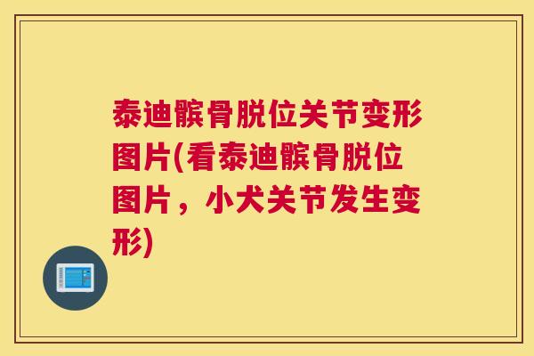 泰迪髌骨脱位关节变形图片(看泰迪髌骨脱位图片,小犬关节发生变形) 泰迪髌骨脱位关节变形图片(看泰迪髌骨脱位图片,小犬关节发生变形)