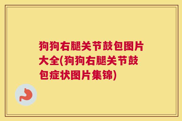 狗狗右腿关节鼓包图片大全(狗狗右腿关节鼓包症状图片集锦) 狗狗右腿关节鼓包图片大全(狗狗右腿关节鼓包症状图片集锦)