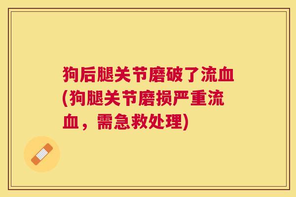 狗后腿关节磨破了流血(狗腿关节磨损严重流血,需急救处理)
