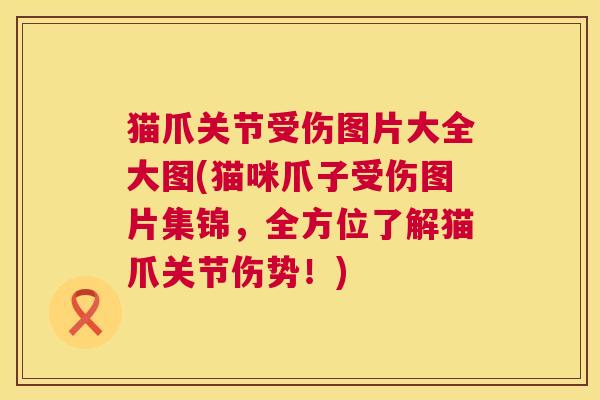 猫爪关节受伤图片大全大图(猫咪爪子受伤图片集锦,全方位了解猫爪关节伤势!)