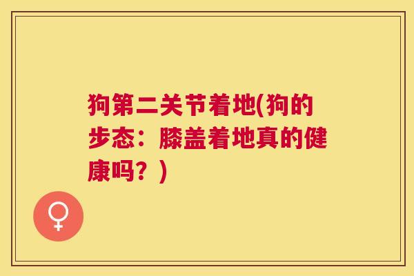 狗第二关节着地(狗的步态：膝盖着地真的健康吗？)