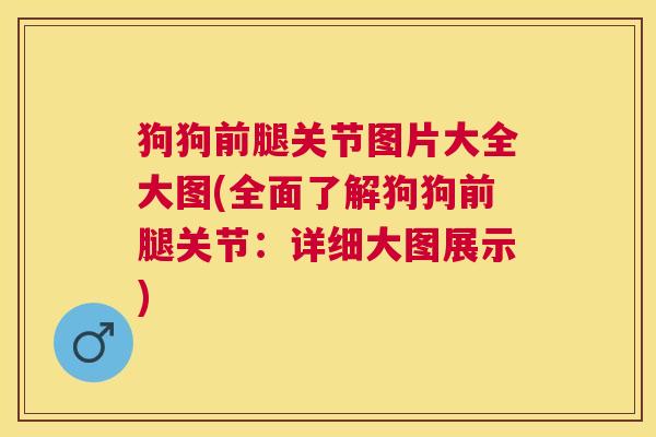 狗狗前腿关节图片大全大图(全面了解狗狗前腿关节:详细大图展示)