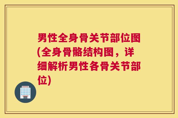 男性全身骨关节部位图(全身骨骼结构图,详细解析男性各骨关节部位)