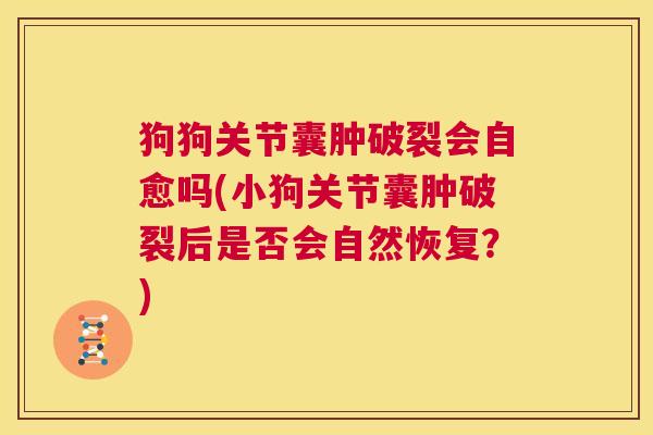 狗狗关节囊肿破裂会自愈吗(小狗关节囊肿破裂后是否会自然恢复?)
