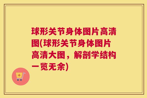球形关节身体图片高清图(球形关节身体图片高清大图,解剖学结构一览无余) 球形关节身体图片高清图(球形关节身体图片高清大图,解剖学结构一览无余)