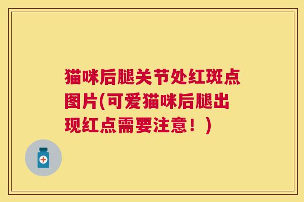 猫咪后腿关节处红斑点图片(可爱猫咪后腿出现红点需要注意!)