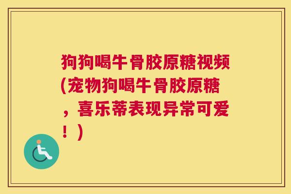 狗狗喝牛骨胶原糖视频(宠物狗喝牛骨胶原糖,喜乐蒂表现异常可爱!)