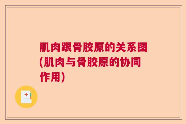 肌肉跟骨胶原的关系图(肌肉与骨胶原的协同作用)