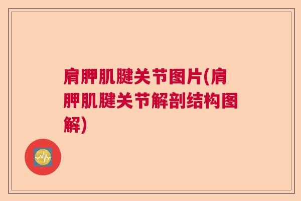 肩胛肌腱关节图片(肩胛肌腱关节解剖结构图解)