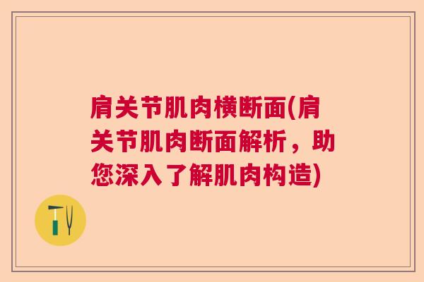 肩关节肌肉横断面(肩关节肌肉断面解析,助您深入了解肌肉构造)