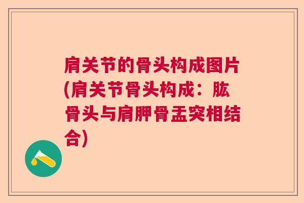 肩关节的骨头构成图片(肩关节骨头构成:肱骨头与肩胛骨盂突相结合)