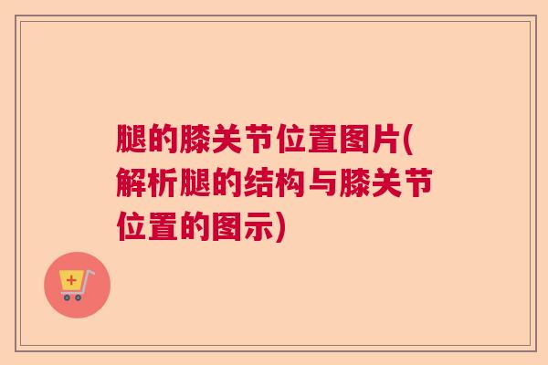 腿的膝关节位置图片(解析腿的结构与膝关节位置的图示)