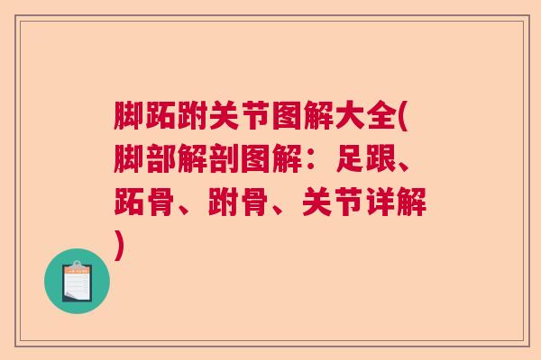 脚跖跗关节图解大全(脚部解剖图解：足跟、跖骨、跗骨、关节详解)