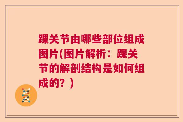 踝关节由哪些部位组成图片(图片解析：踝关节的解剖结构是如何组成的？)
