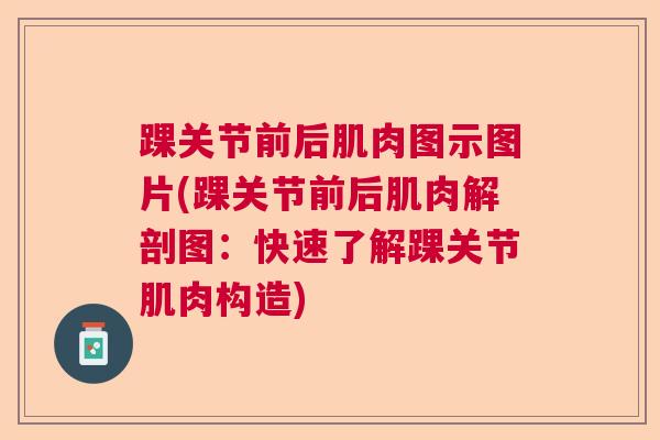 踝关节前后肌肉图示图片(踝关节前后肌肉解剖图：快速了解踝关节肌肉构造)