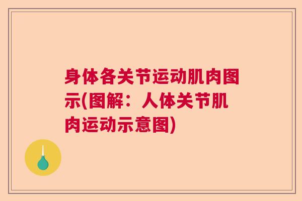 身体各关节运动肌肉图示(图解：人体关节肌肉运动示意图)