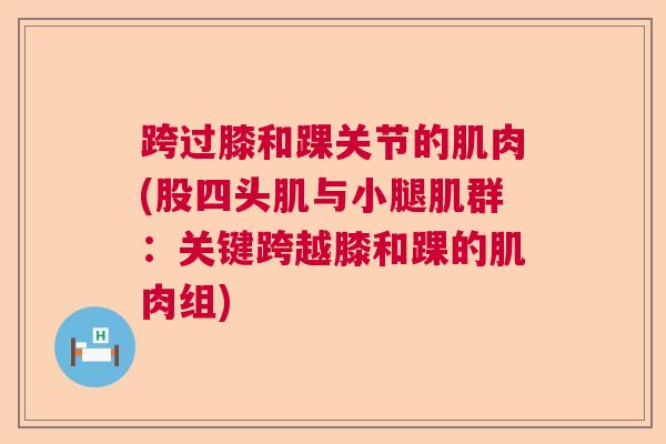 跨过膝和踝关节的肌肉(股四头肌与小腿肌群:关键跨越膝和踝的肌肉组)