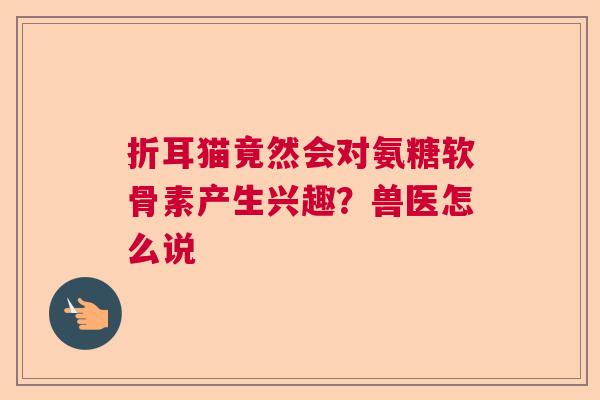 折耳猫竟然会对氨糖软骨素产生兴趣？兽医怎么说